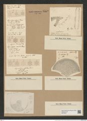 Coscinodiscus radiatus Ehr. (de-Toni-Nr.: Genus 202, Species 4972) Zeichnungen Sammlung Grunow Nr. 8579 (NHMW-BOT-W0378227)